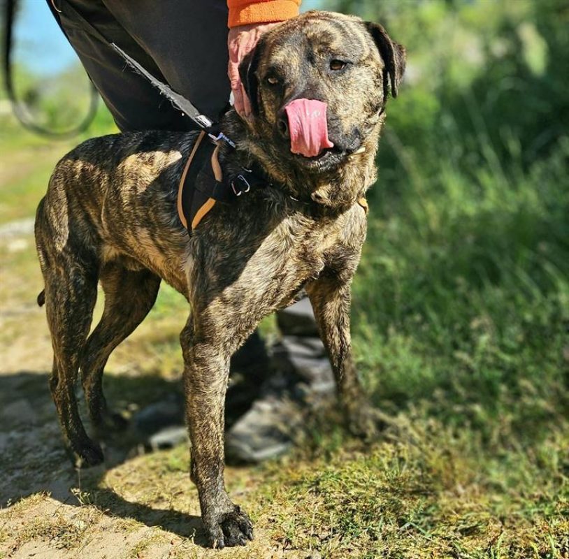Shiro - Chien à adopter - photo 4