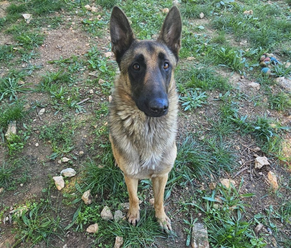 Gino - Chien à adopter