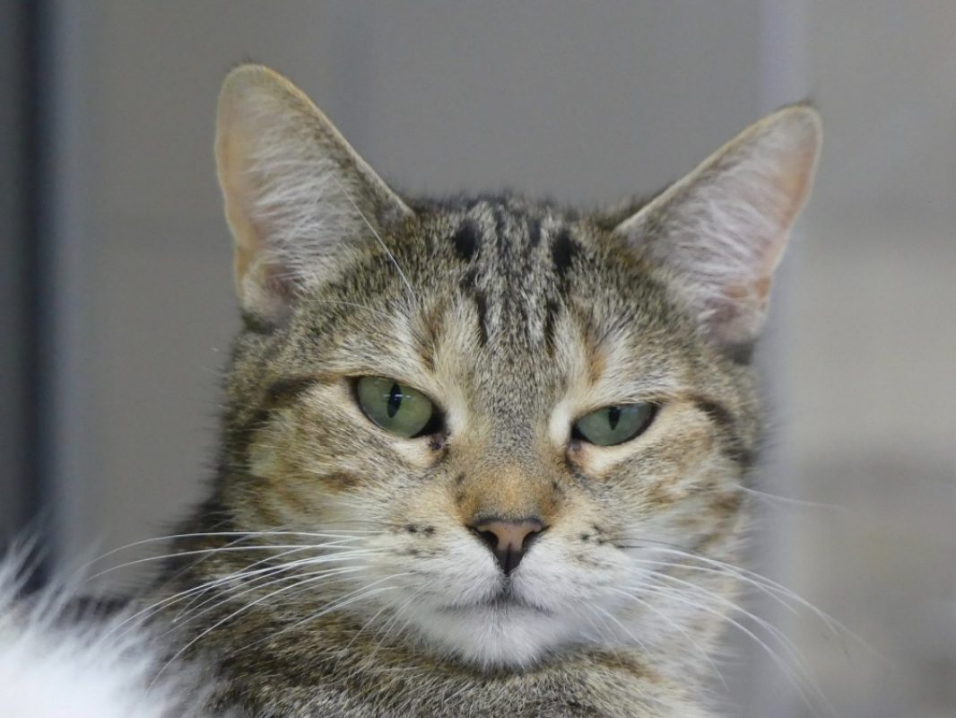 Poussinette - Chat Européen à adopter