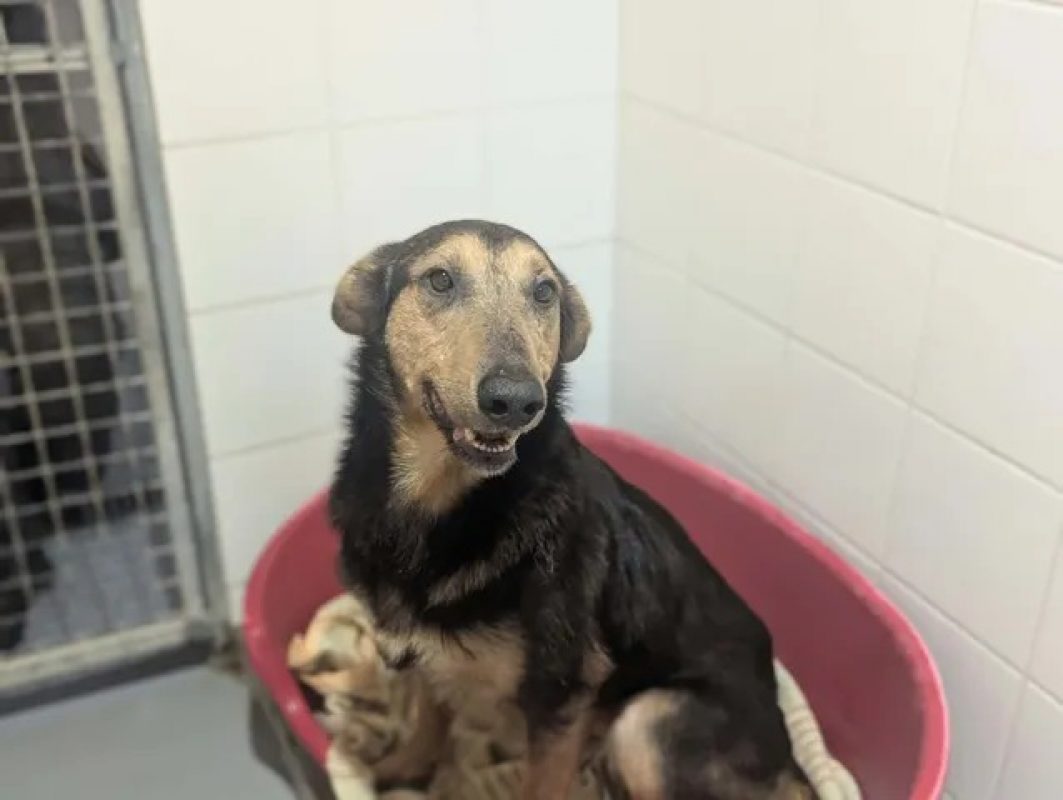 Alex - Chien à adopter