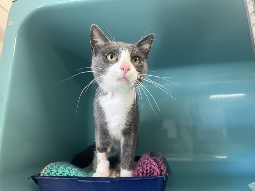 Blubel - Chat Européen à adopter