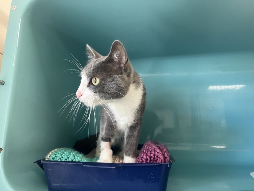 Blubel - Chat Européen à adopter - photo 2