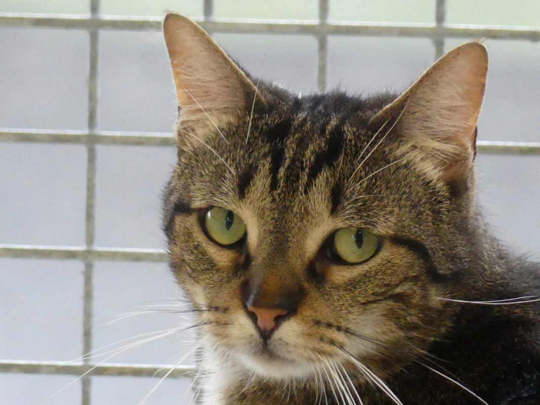 Noups - Chat Européen à adopter