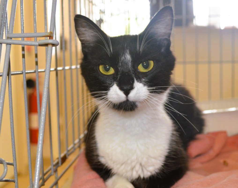 Elinor - Chat Européen à adopter