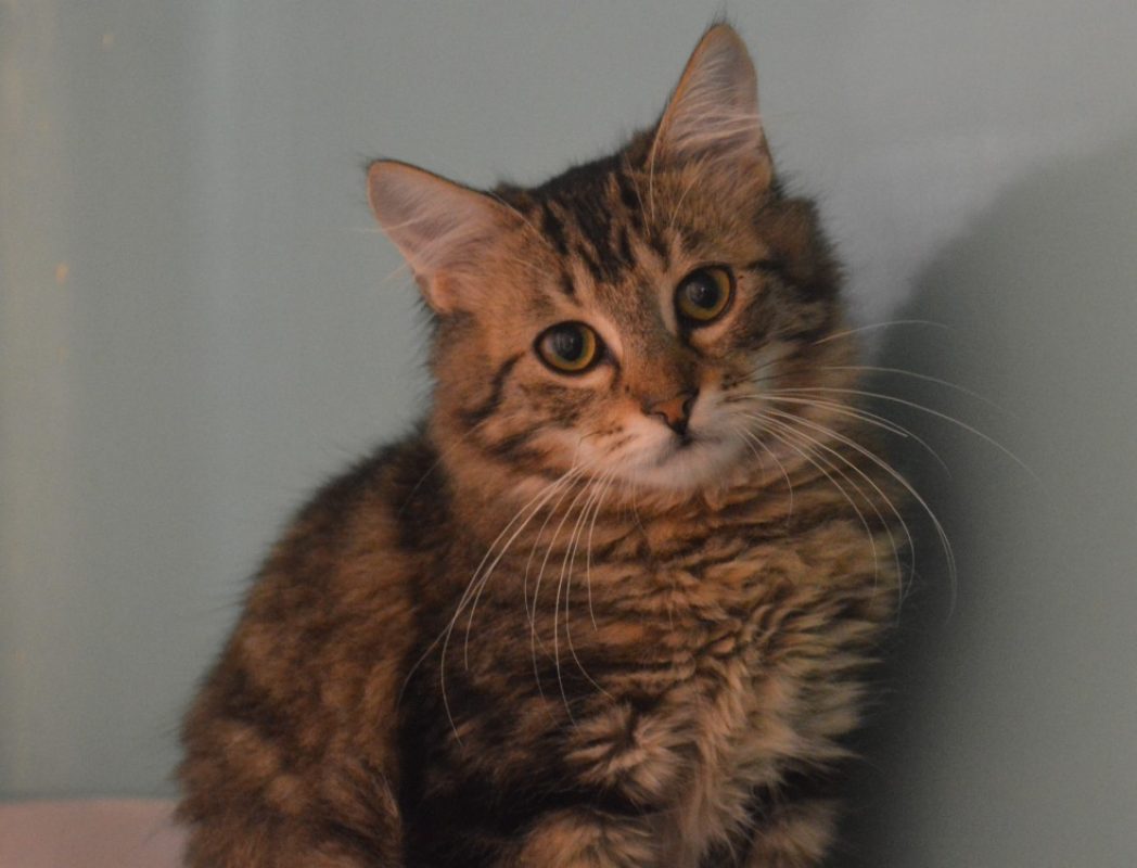 Hamich - Chat Européen à adopter