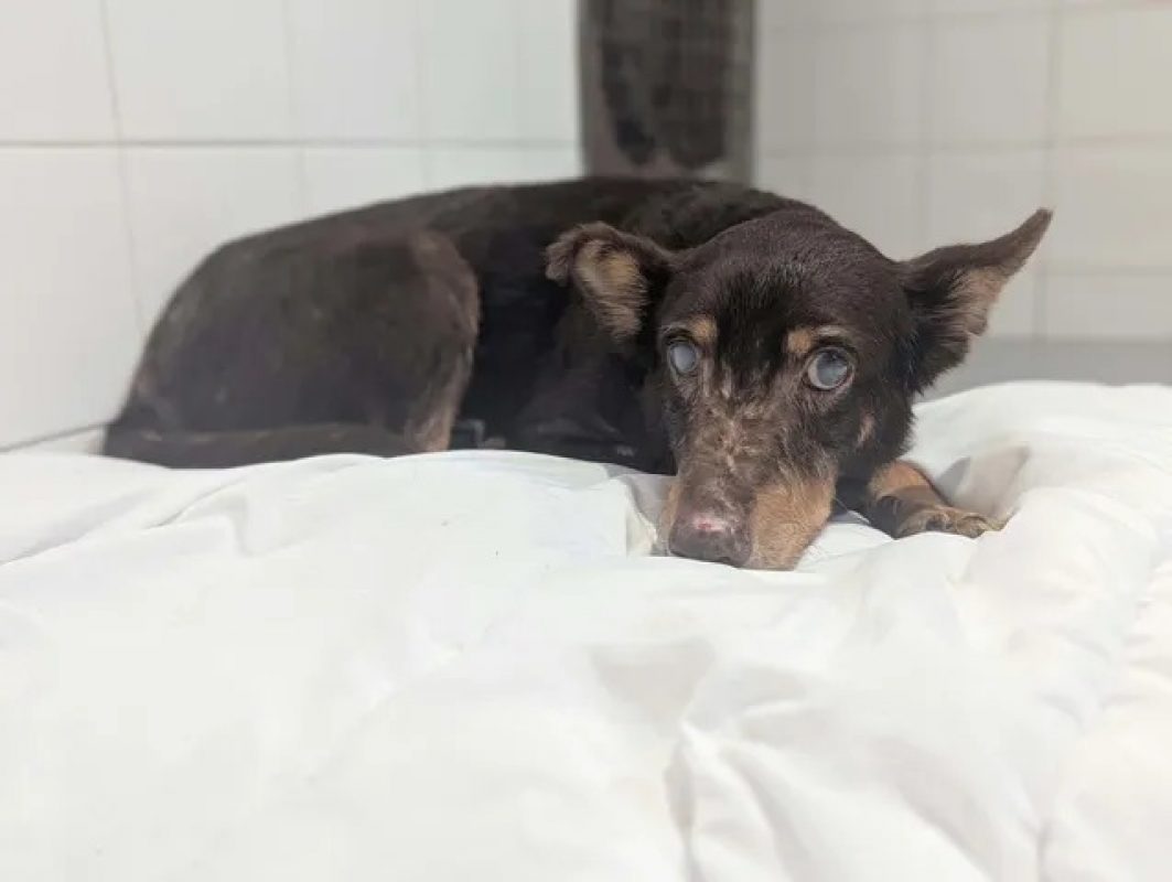 Pierre-jean - Chien à adopter
