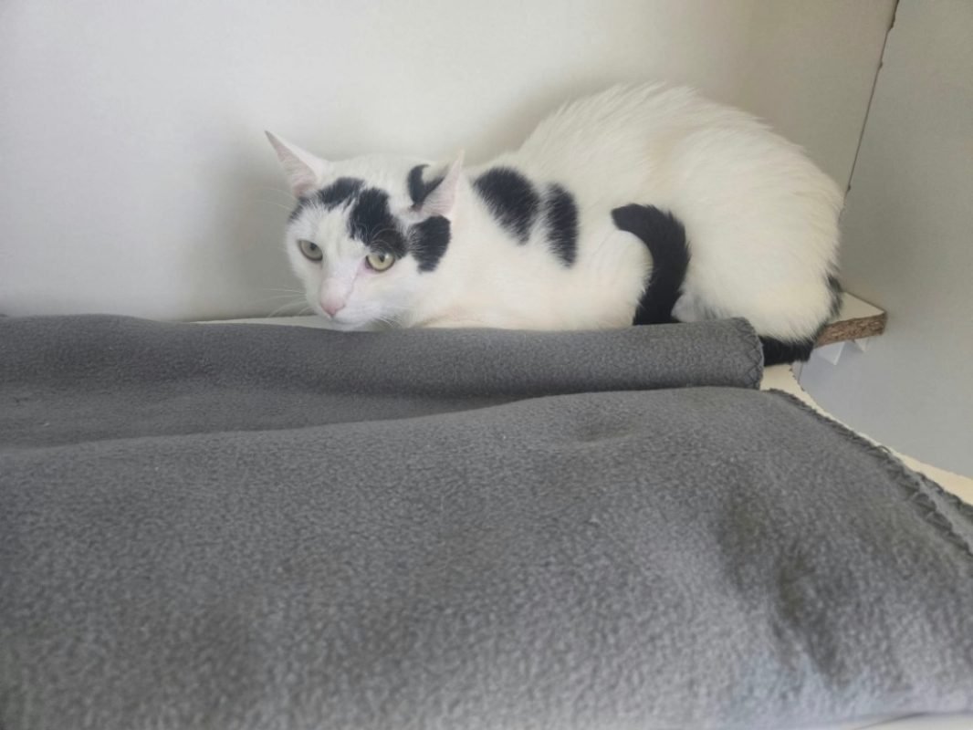 Zaia - Chat Européen à adopter