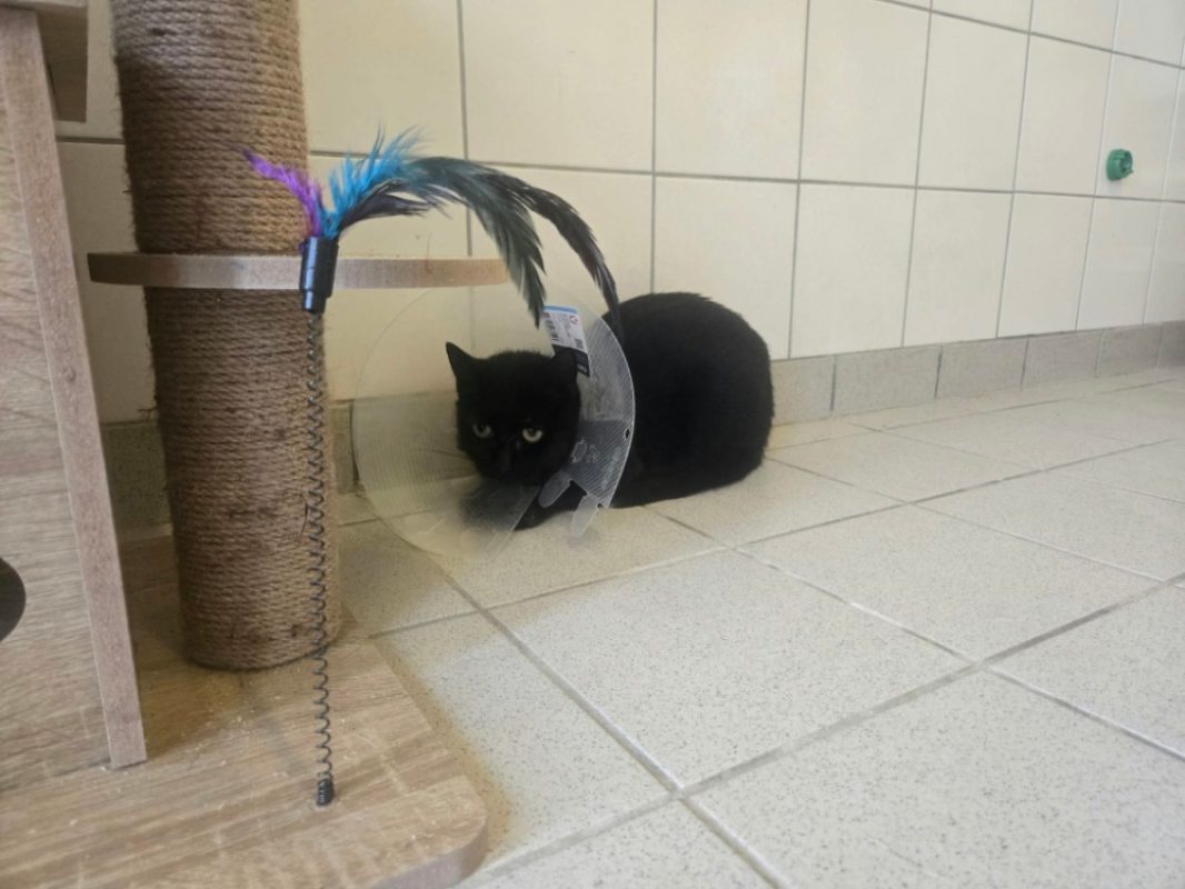 Calypso - Chat Européen à adopter