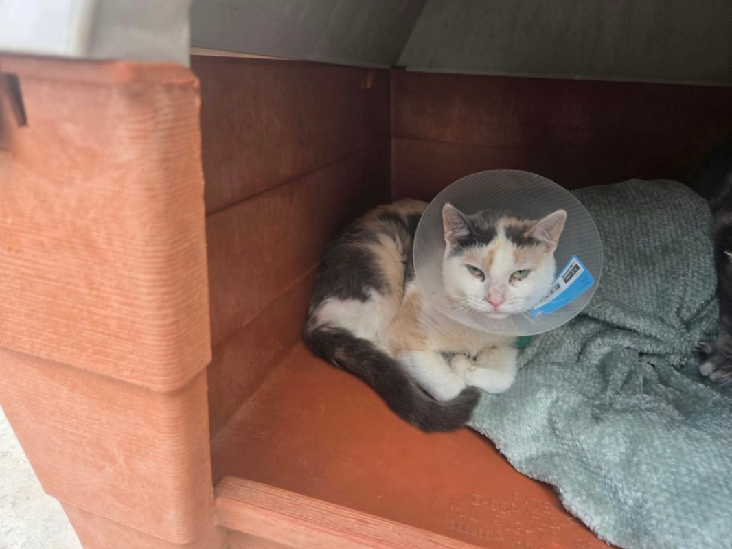 Mulan - Chat Européen à adopter