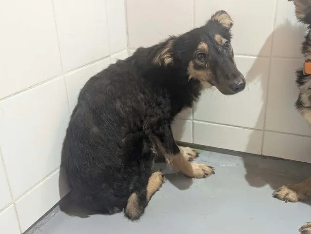 Pepper - Chien à adopter