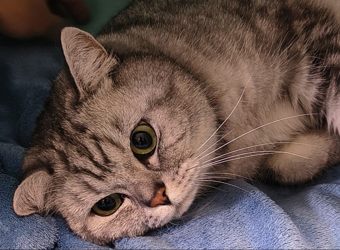 Michka - Chat Européen à adopter