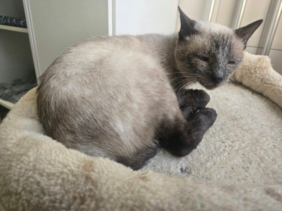Phoenix - Chat Européen à adopter