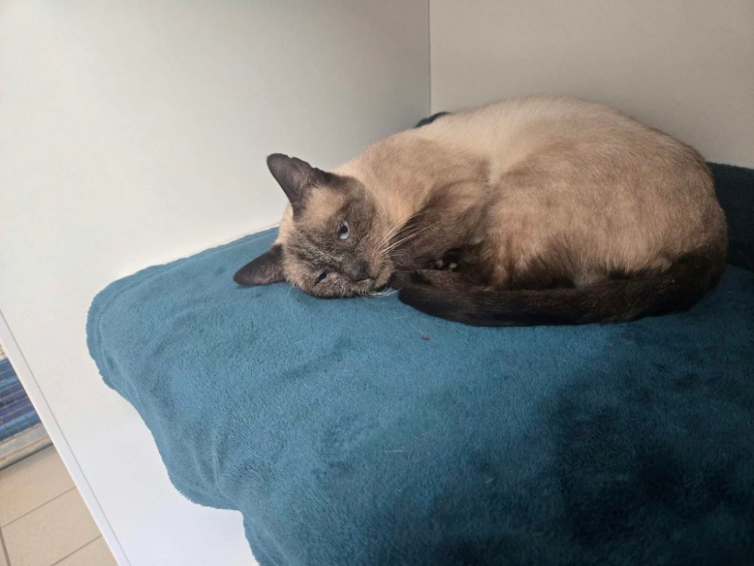 Jarvis - Chat Européen à adopter