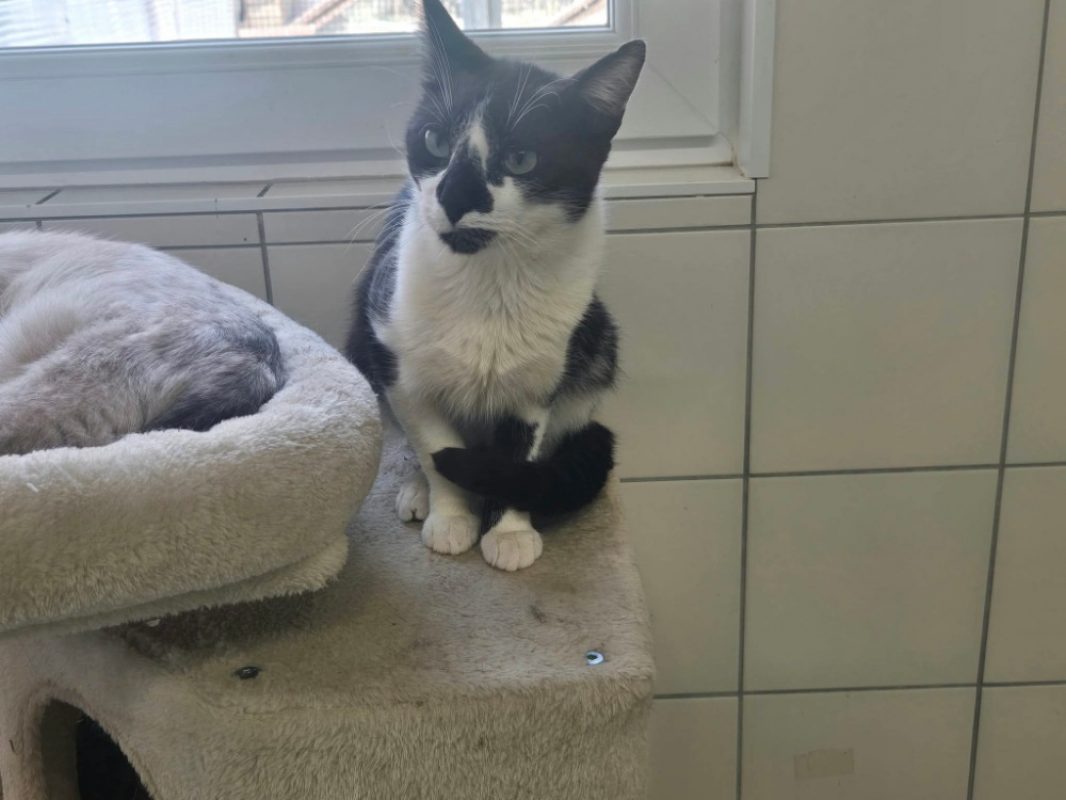 Billy - Chat Européen à adopter