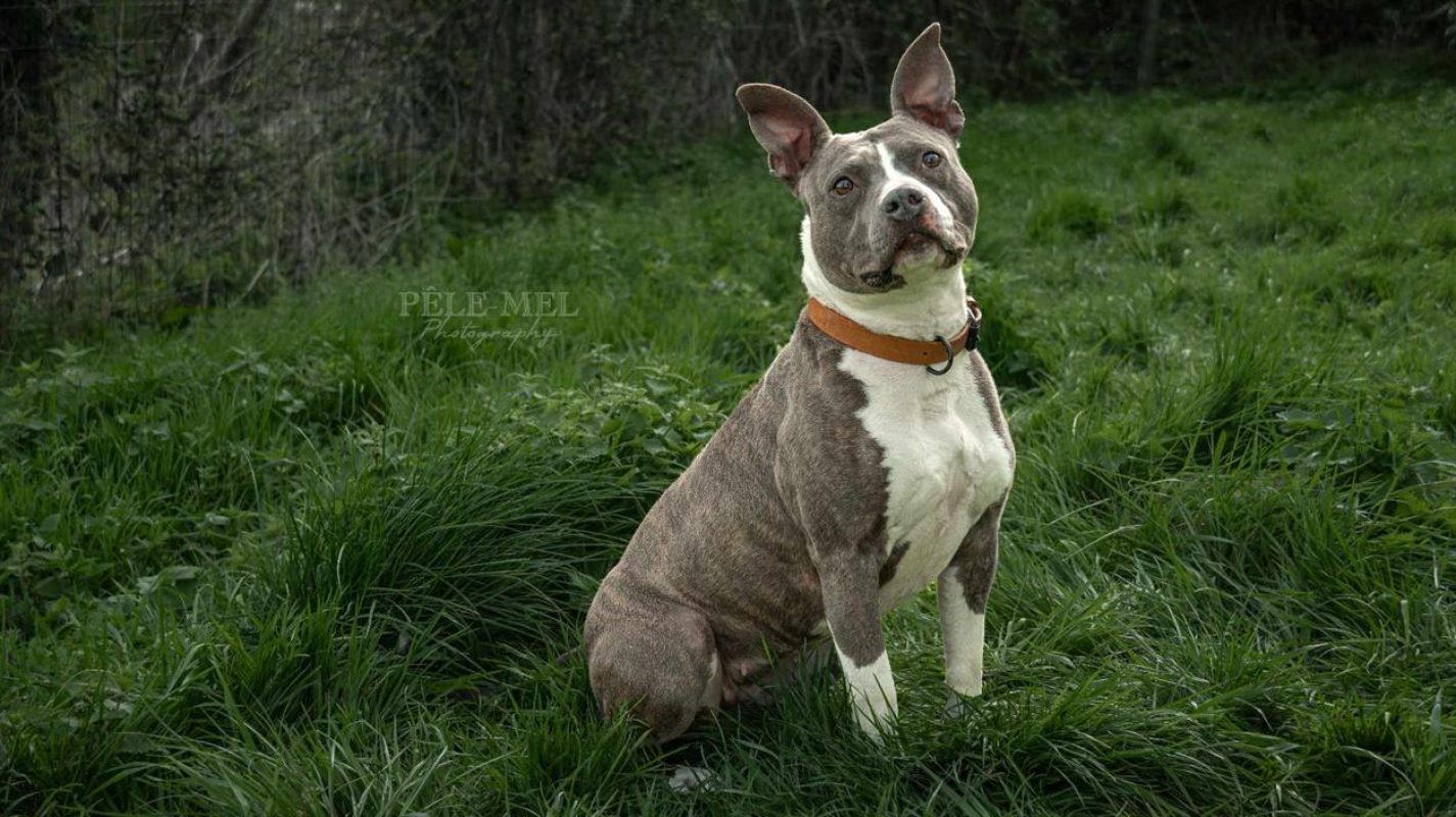 Blue - Chien à adopter - photo 2