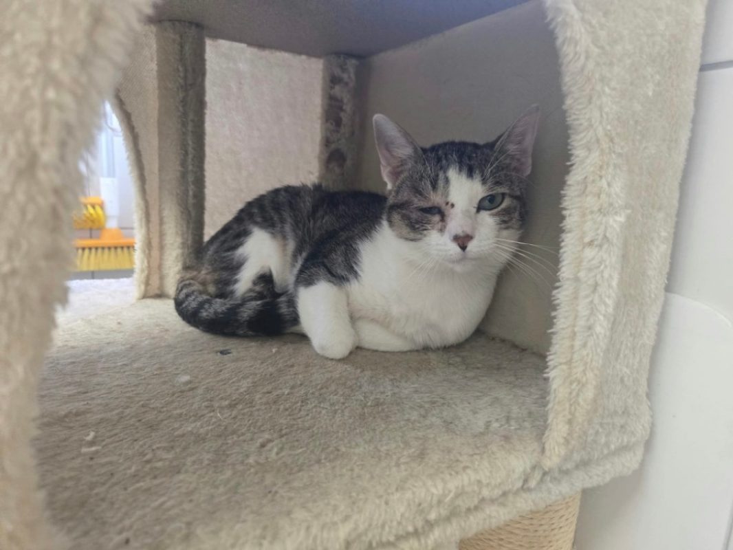 Bucky - Chat Européen à adopter