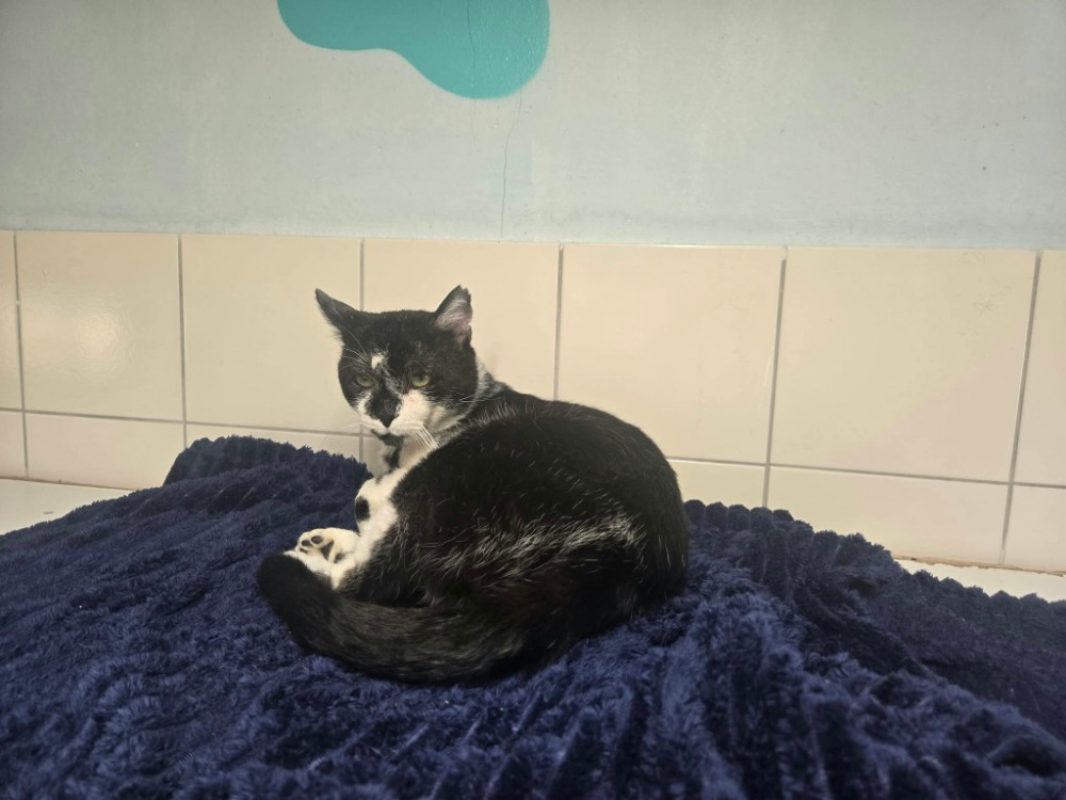 Echo - Chat Européen à adopter