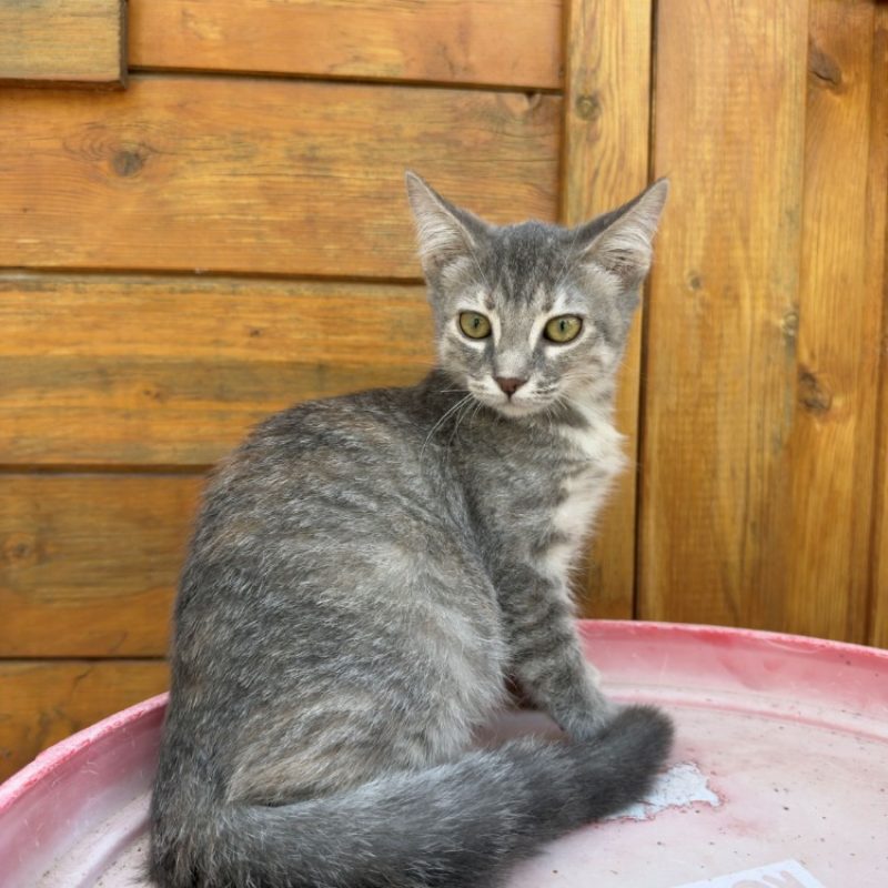 Bourrasque - Chat Européen à adopter