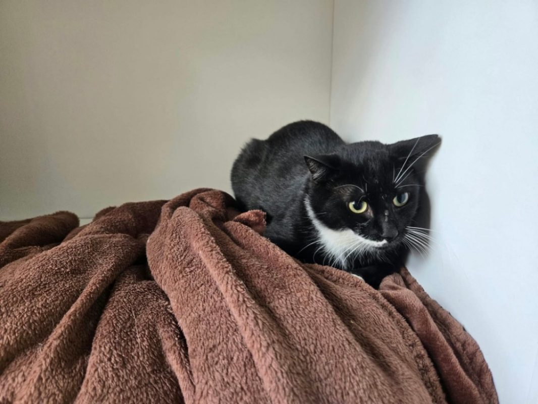 Jupiter - Chat Européen à adopter