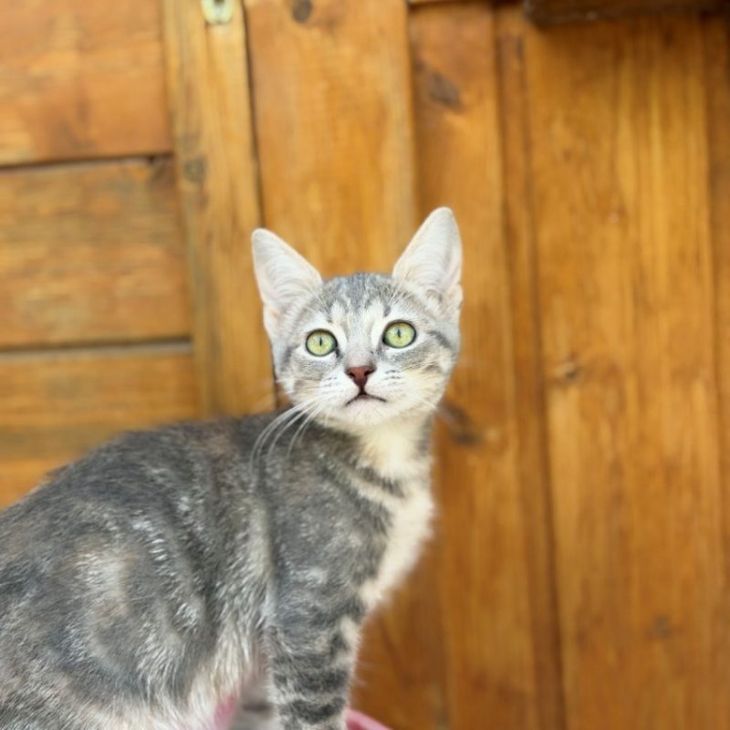Bruyère - Chat Européen à adopter
