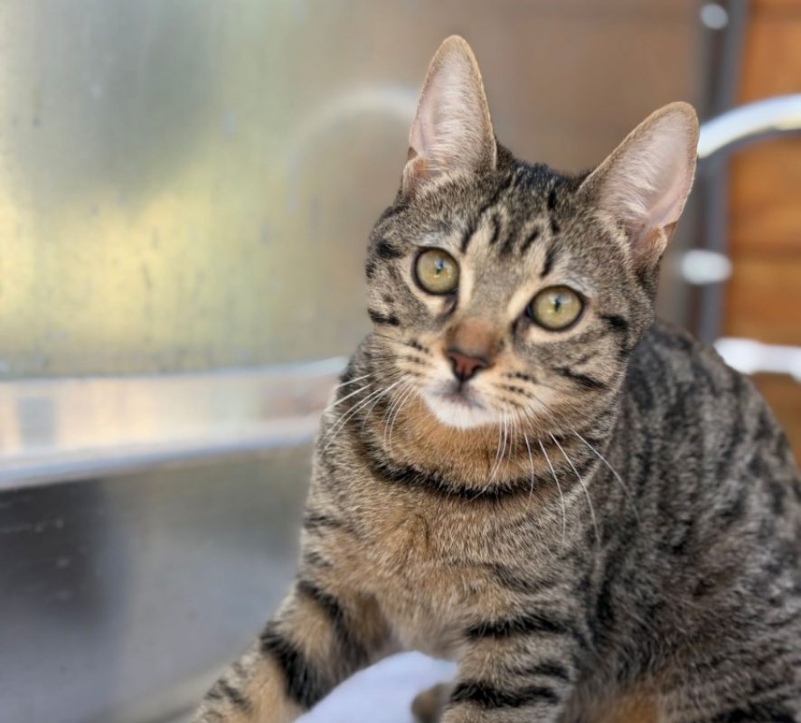 Truite - Chat Européen à adopter