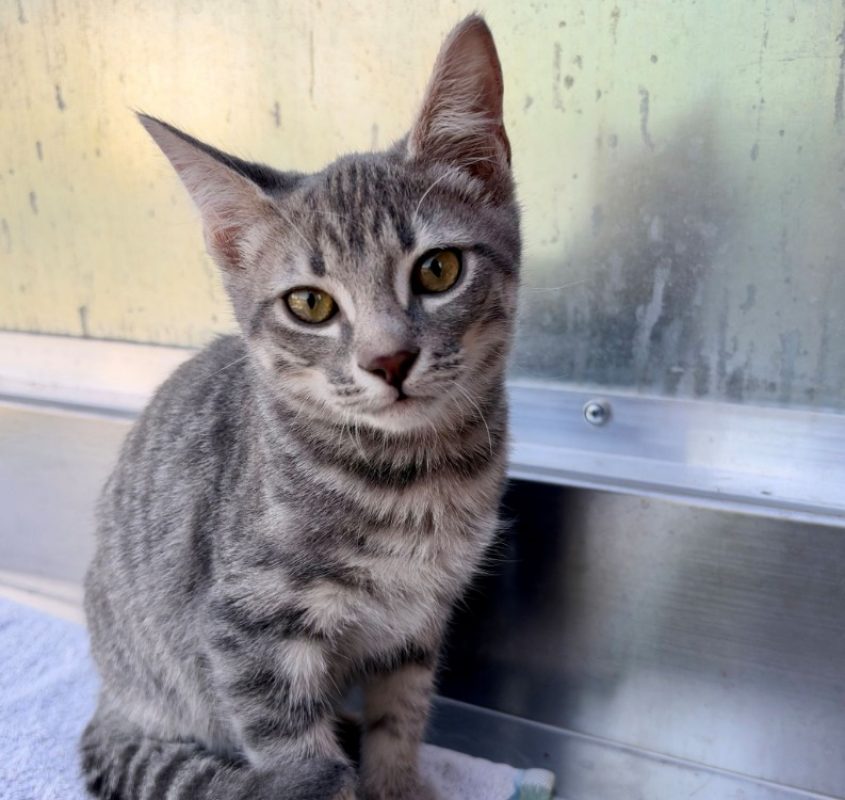 Bosquet - Chat Européen à adopter