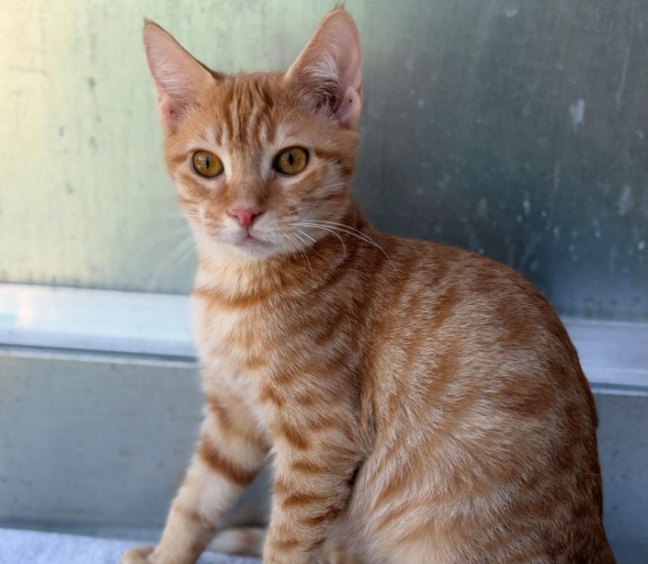 Saumon - Chat Européen à adopter