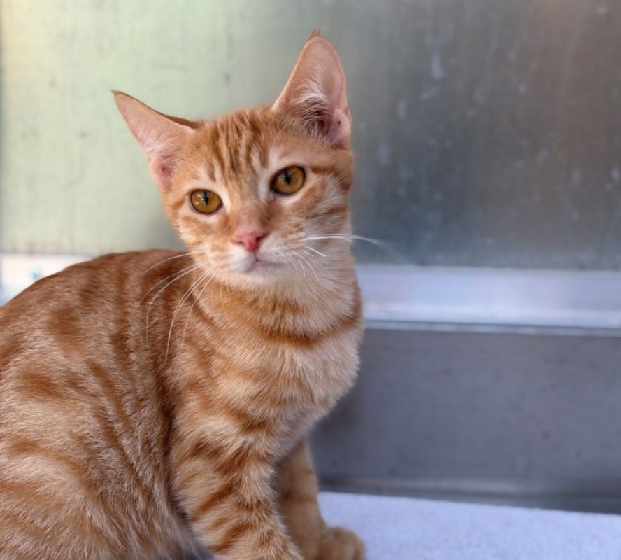 Saumon - Chat Européen à adopter - photo 2