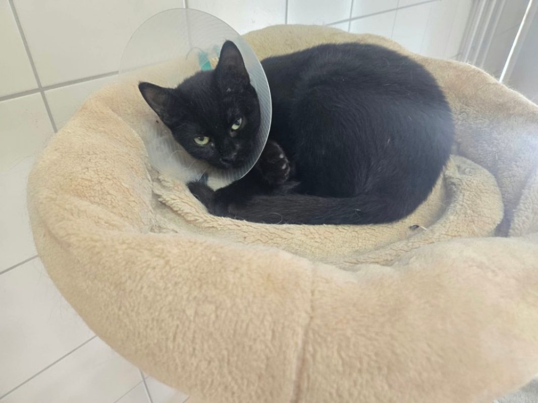 Lyra - Chat Européen à adopter