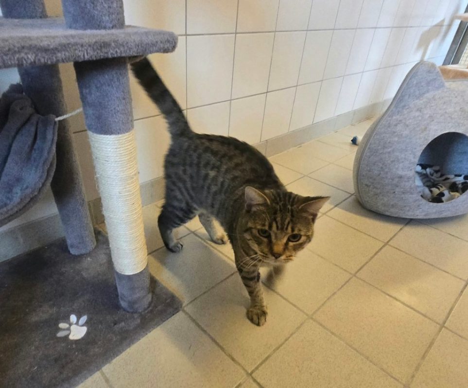 Cat - Chat Européen à adopter