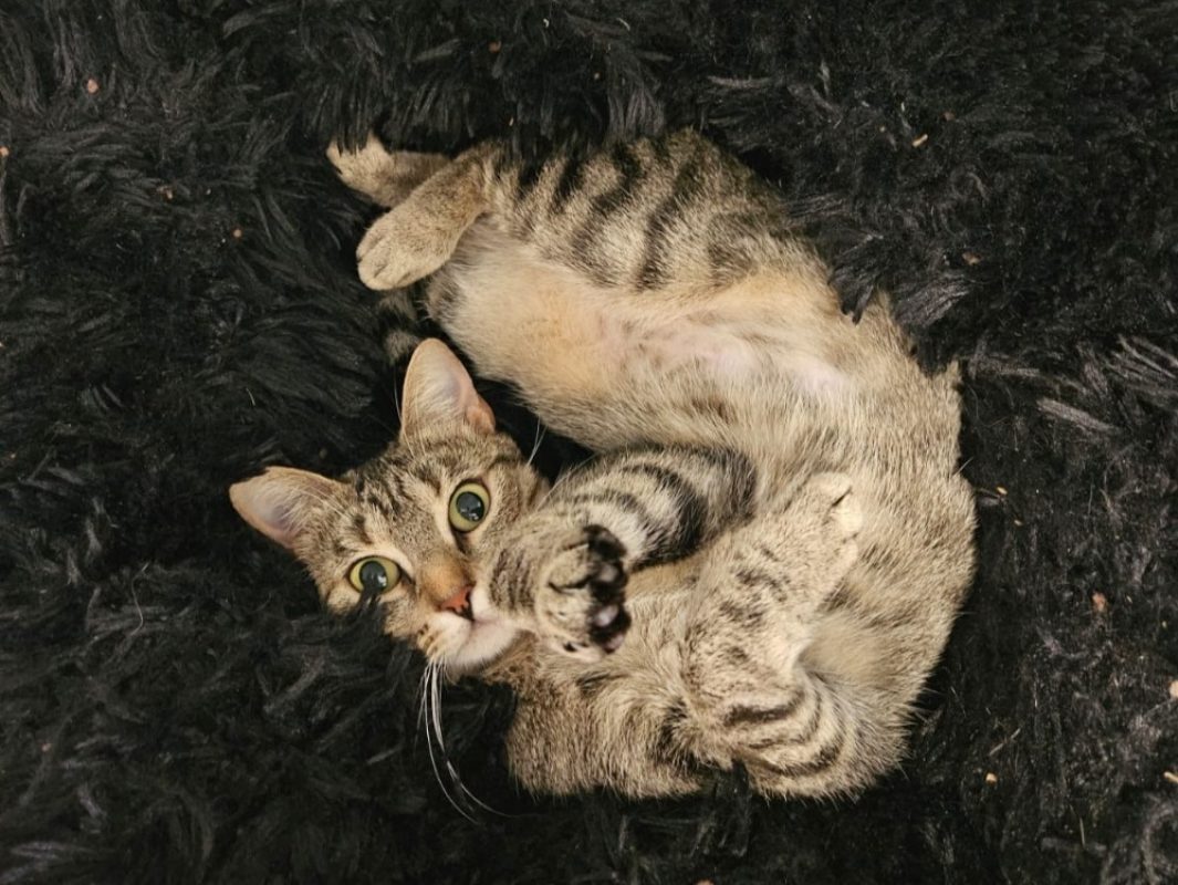 Perle - Chat Européen à adopter