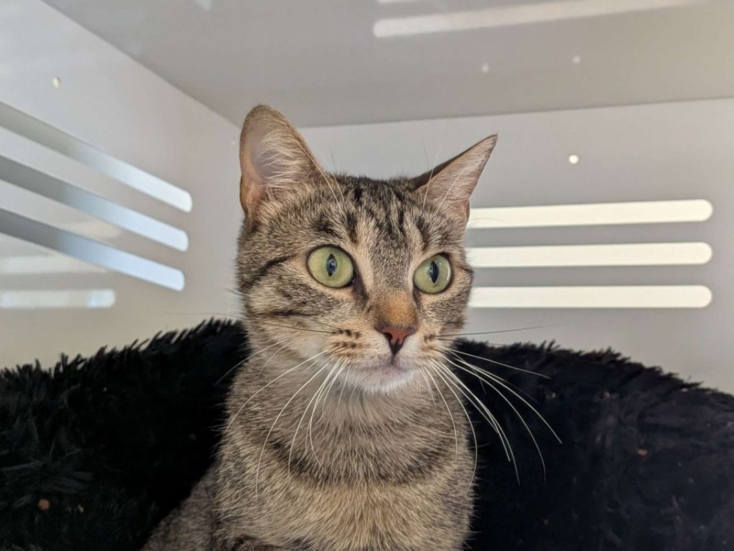 Perle - Chat Européen à adopter - photo 2