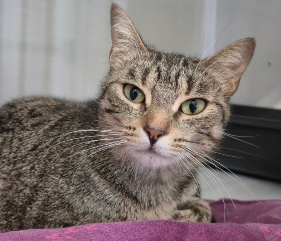 Perle - Chat Européen à adopter - photo 3