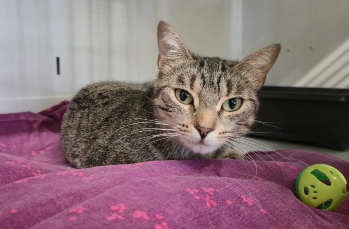 Perle - Chat Européen à adopter - photo 4