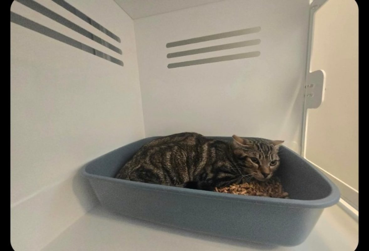 Saga - Chat Européen à adopter
