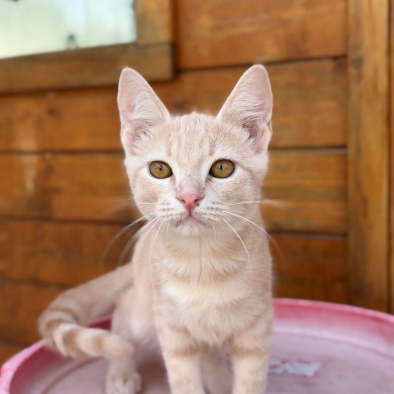 Bourgeon - Chat Européen à adopter