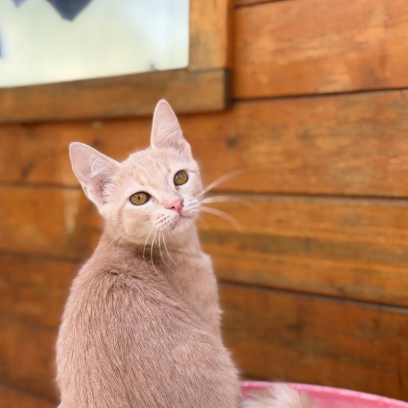 Bourgeon - Chat Européen à adopter - photo 2
