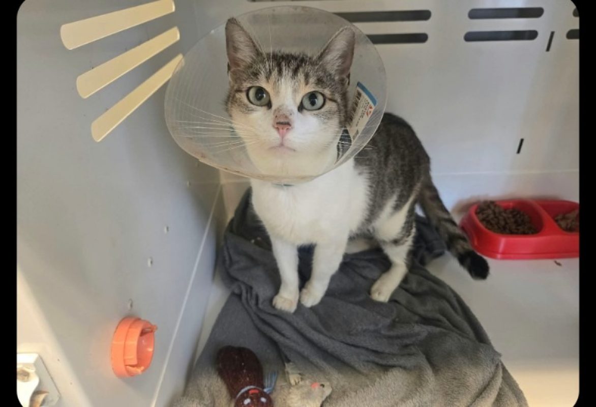 Elaine - Chat Européen à adopter