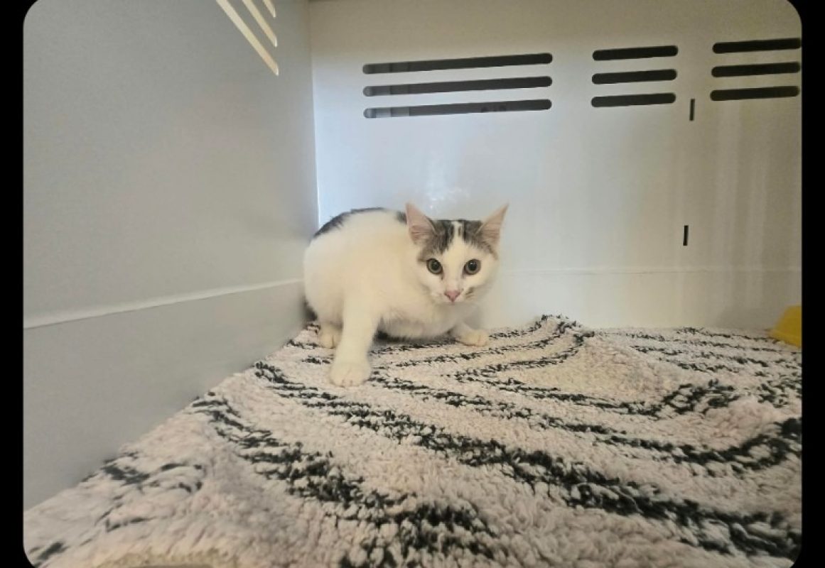 Pimprenelle - Chat Européen à adopter