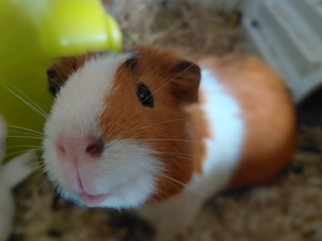 Choco - Rongeur Cobaye à adopter