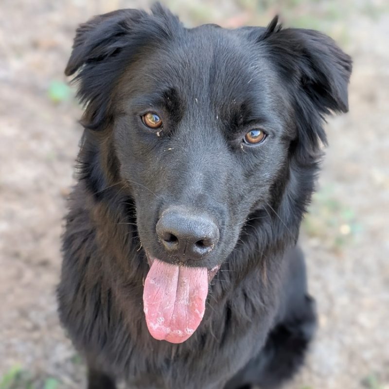 Aku - Chien à adopter - photo 3