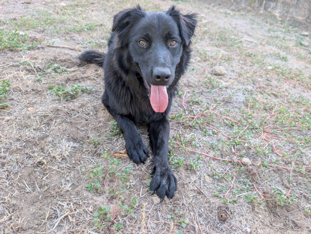 Aku - Chien à adopter - photo 5