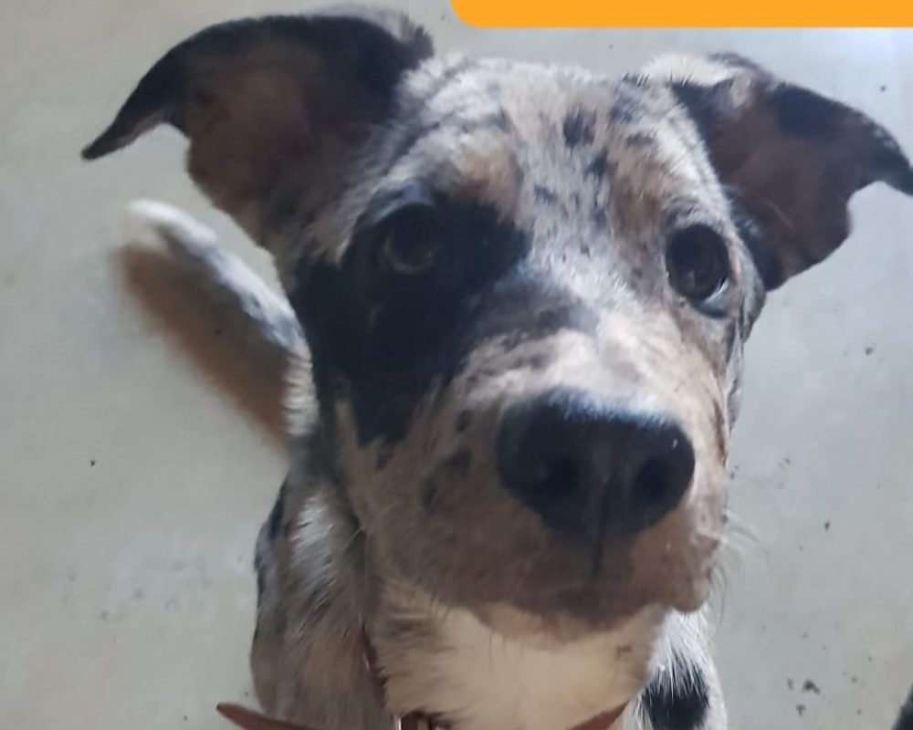 Bandit - Chien à adopter