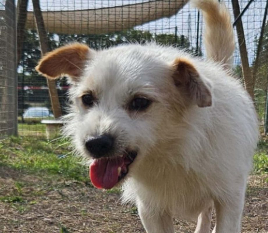Donald - Chien Ratier pragois à adopter
