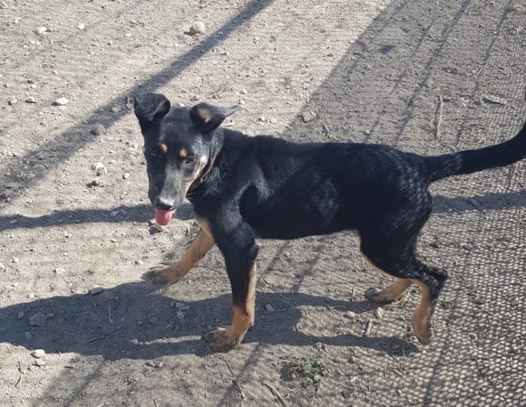 Orange - Chien à adopter