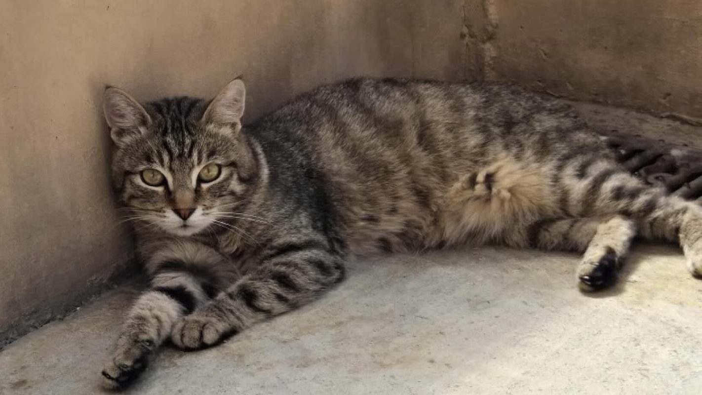 Mojo - Chat Européen à adopter