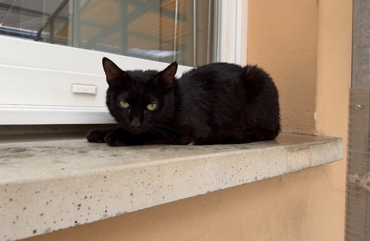 Chance - Chat Européen à adopter