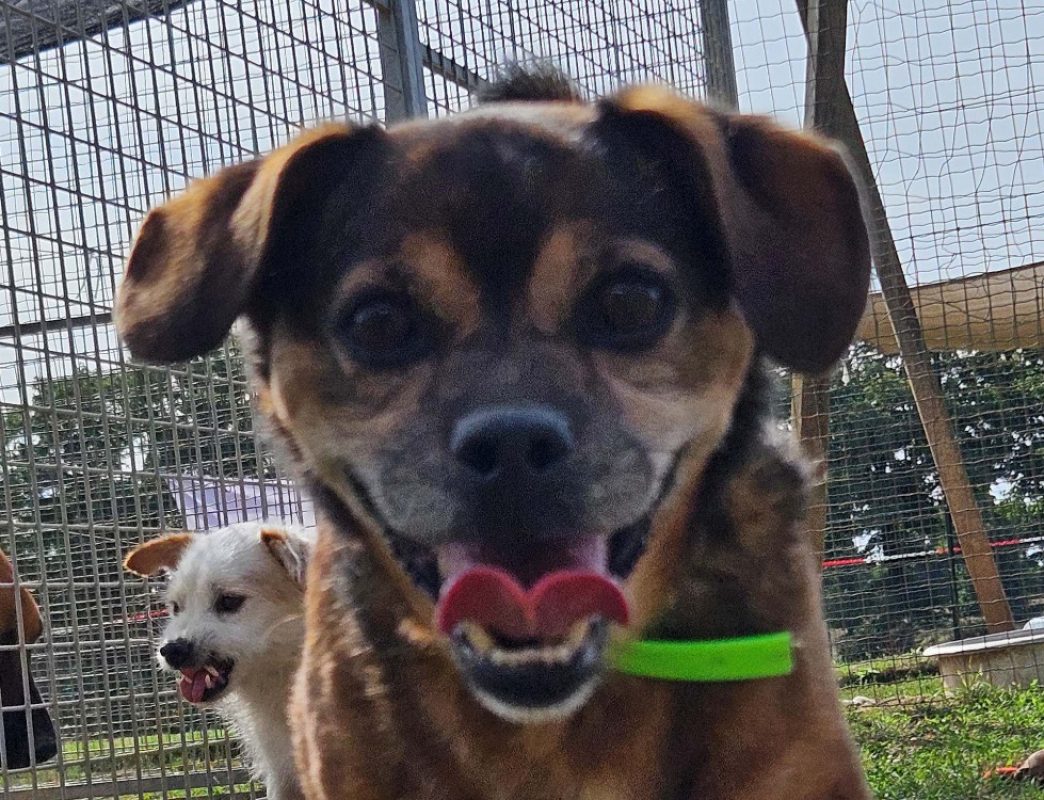 Mickey - Chien à adopter