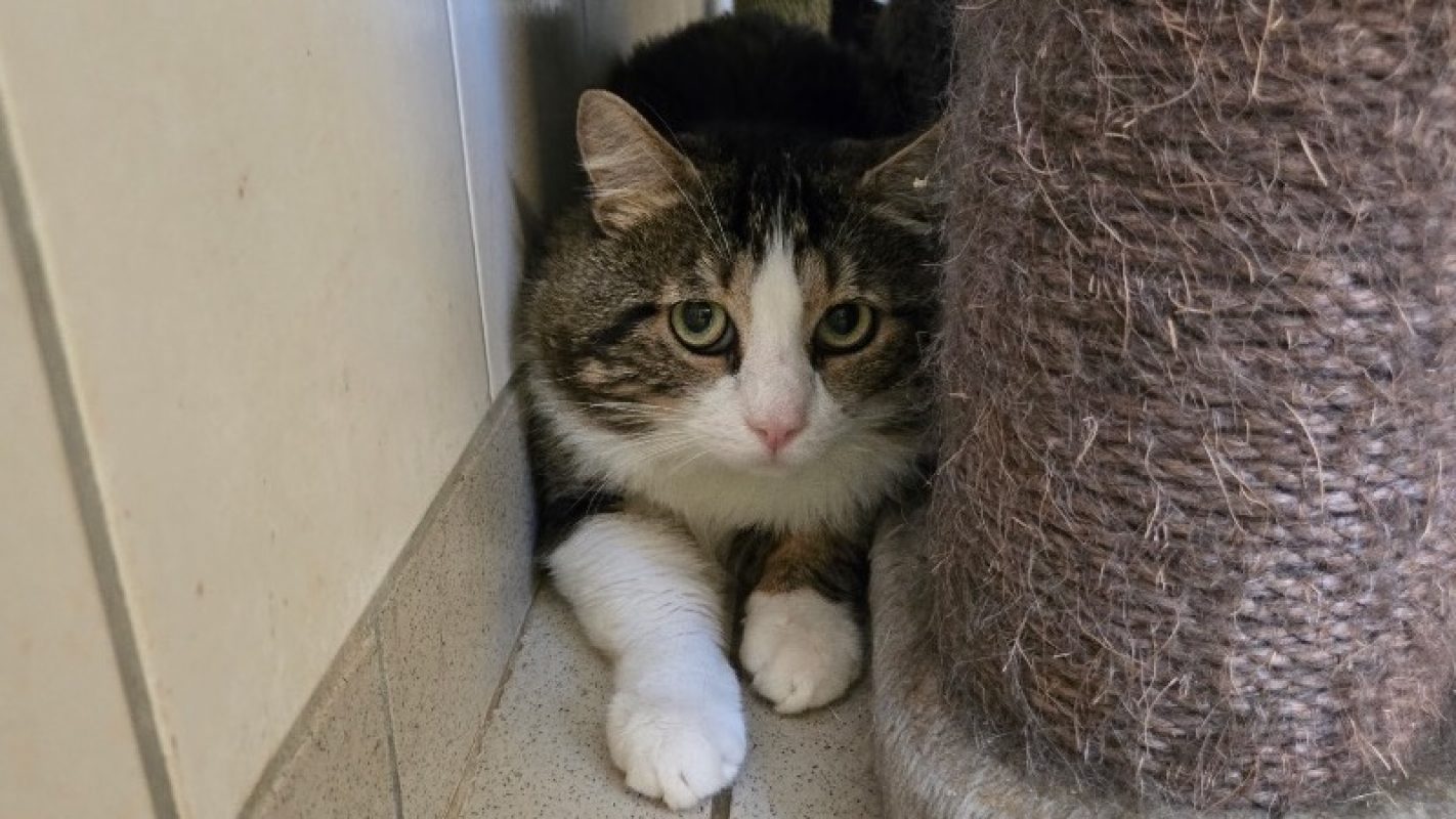 Yaya - Chat Européen à adopter
