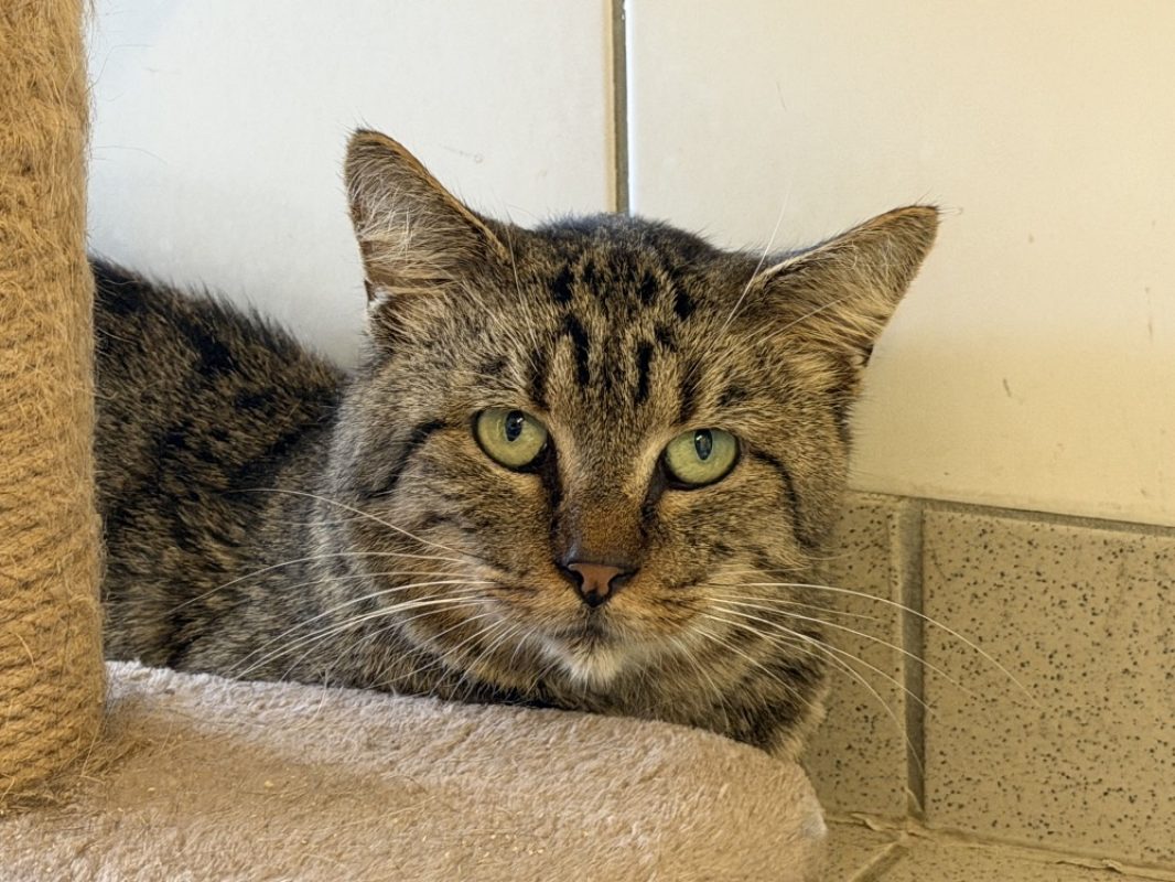 Virgule - Chat Européen à adopter